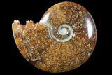 Polished, Agatized Ammonite (Cleoniceras) - Madagascar #94248-1